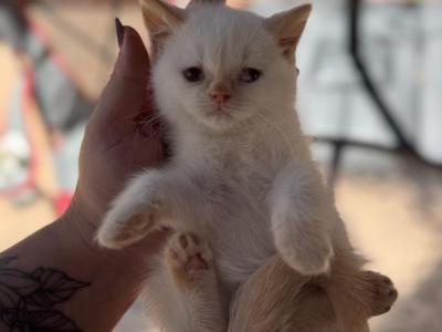 Odrey - British Shorthair - Gallery Photo #1