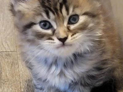 Burt 26 Toe Polydactyl - Maine Coon - Gallery Photo #1