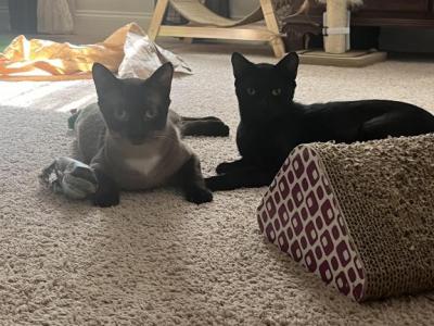 Nugget And Chai - Domestic - Gallery Photo #1