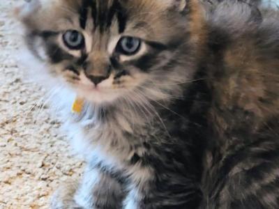Trixie  Twenty Six Toe Polydactyl - Maine Coon - Gallery Photo #1