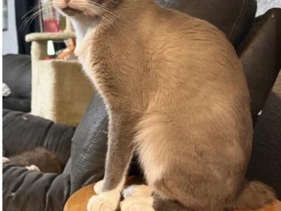 Jazzys Baby Darling - Manx - Gallery Photo #1