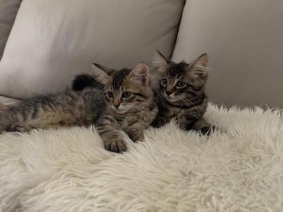 Available For Rehoming - American Bobtail - Gallery Photo #1