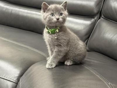 Stormy - Russian Blue - Gallery Photo #1