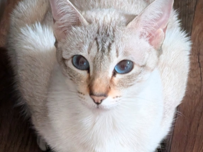 Sofia Is Retiring - Siamese - Gallery Photo #1