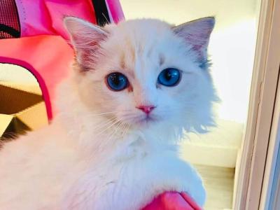 Lavender - Ragdoll - Gallery Photo #1
