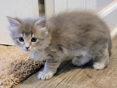 Pixie - Maine Coon - Gallery Photo #1