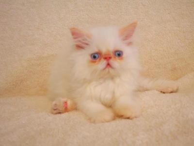 Lukas - Persian - Gallery Photo #1