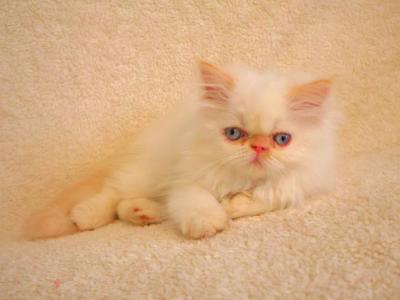 Nina - Persian - Gallery Photo #1