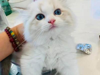 Gloria - Ragdoll - Gallery Photo #1