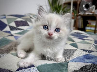 Egbert - Ragdoll - Gallery Photo #1