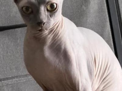 Elf Sphynx Female - Sphynx - Gallery Photo #1