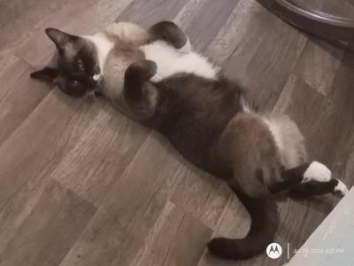 Simon - Siamese - Gallery Photo #1