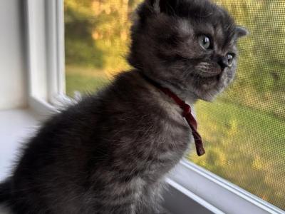 Whiskers Kittens - British Shorthair - Gallery Photo #1