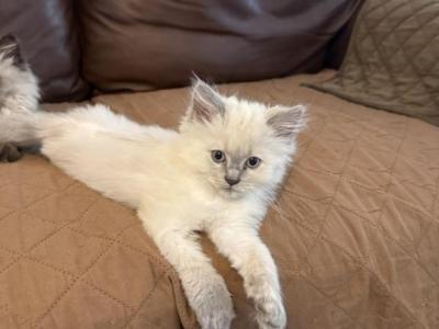 Blue Point - Persian - Gallery Photo #1