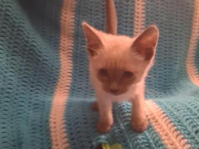 Snowflake - Siamese - Gallery Photo #1