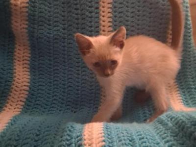 Sprinkles - Siamese - Gallery Photo #1