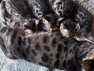 Look If The Wild - Bengal - Gallery Photo #1