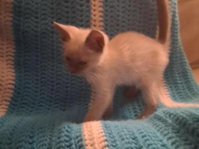 Princess - Siamese - Gallery Photo #1