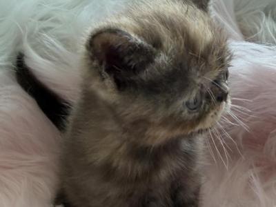 Exotic Chocolate  Tortie Female - Exotic - Gallery Photo #1