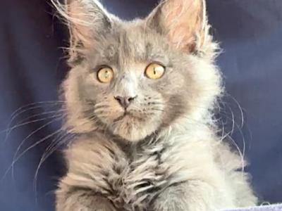 Xavian Blue - Maine Coon - Gallery Photo #1