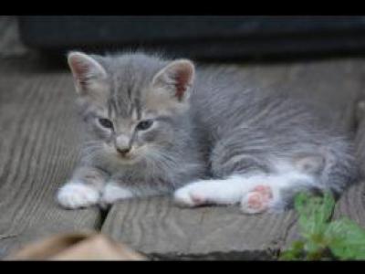 Tabby Kittens - Domestic - Gallery Photo #1