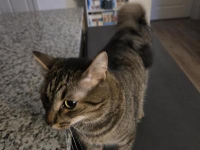 Milo - Domestic - Gallery Photo #1