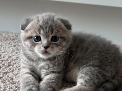 Zara - Scottish Fold - Gallery Photo #1