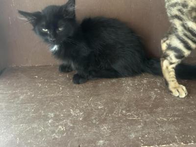 Shorty - Munchkin - Gallery Photo #1