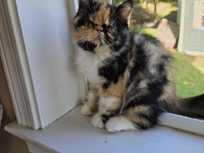 Calico Persian Kitten - Persian - Gallery Photo #1