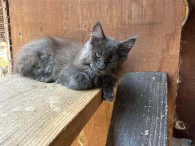 Zeus - Maine Coon - Gallery Photo #1