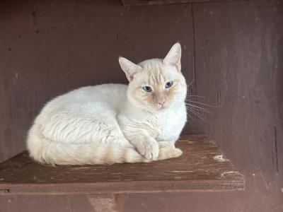 Leo - Munchkin - Gallery Photo #1