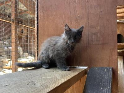 Max - Maine Coon - Gallery Photo #1