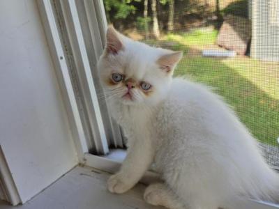 Himalayan Kittens Available - Himalayan - Gallery Photo #1