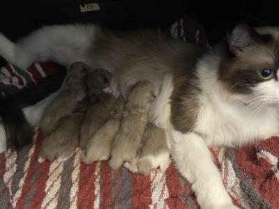 Luna5 - Ragdoll - Gallery Photo #1