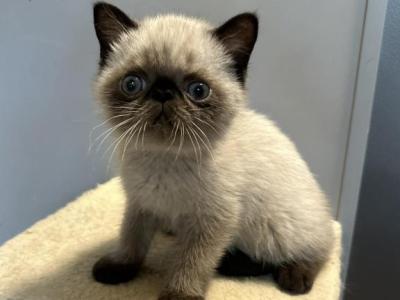 Chocolate Points Exotic Shorthair Male - Exotic - Gallery Photo #1