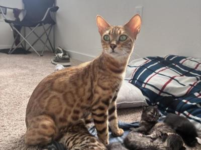 65kitties - Bengal - Gallery Photo #1
