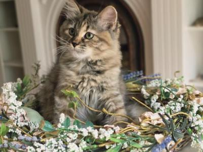 Hazel - Siberian - Gallery Photo #1