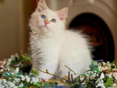 Ash - Siberian - Gallery Photo #1