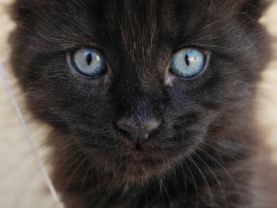 Old Blood European BlackSolid Maine Coon Kitten - Maine Coon - Gallery Photo #1
