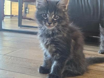 Queso - Maine Coon - Gallery Photo #1