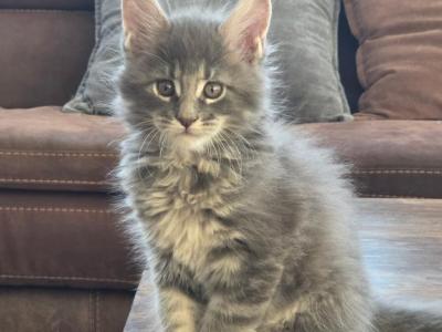 Frijole - Maine Coon - Gallery Photo #1