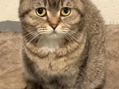 Luis - Scottish Fold - Gallery Photo #1
