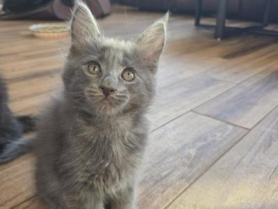 Chips - Maine Coon - Gallery Photo #1