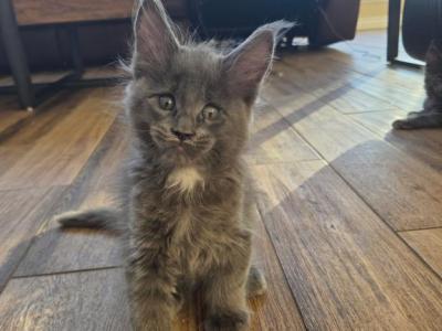 Tamale - Maine Coon - Gallery Photo #1