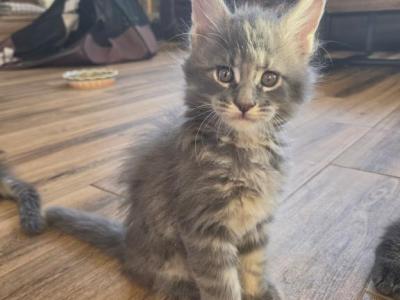 Tostada - Maine Coon - Gallery Photo #1