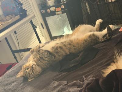 Flash - Domestic - Gallery Photo #1