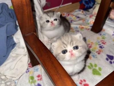 Scareltt - Exotic - Gallery Photo #1
