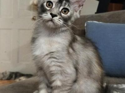 SIA - Maine Coon - Gallery Photo #1