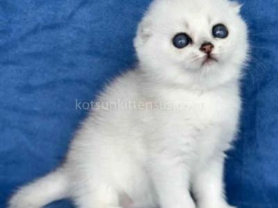 Cindy Scottish Fold Silver Shaded Round Baby Girl - Scottish Fold - Gallery Photo #1