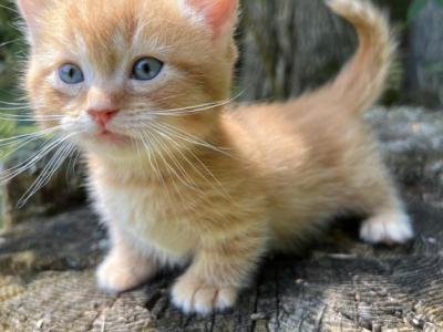 Firecracker - Munchkin - Gallery Photo #1
